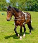 Sid, 15.2hh WPB Riding Gelding 
