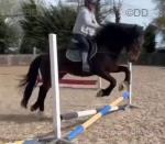 Sid, 15.2hh WPB Riding Gelding 