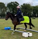 Sid, 15.2hh WPB Riding Gelding 