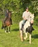 Sid, 15.2hh WPB Riding Gelding 