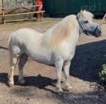 Shetland Ride and Drive Mare