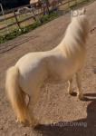 Shetland Ride and Drive Mare