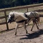 Shetland Ride and Drive Mare