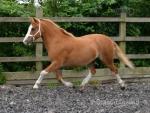 Menai Jackpot, 11.1hh Gelding