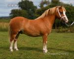 Menai Jackpot, 11.1hh Gelding