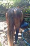 Gelding 