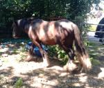 Gelding 