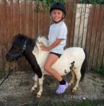 Pablo, Shetland Colt