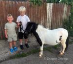 Pablo, Shetland Colt