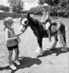 Cash, 12hh Riding Gelding 
