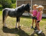 Cash, 12hh Riding Gelding 
