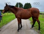 16.1hh Thoroughbred Broodmare