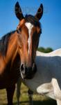 16.1hh Thoroughbred Broodmare