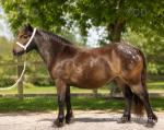Filly