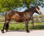Filly