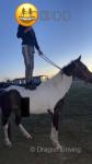 15.1hh Ride and Drive Gelding