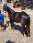Yearling Filly