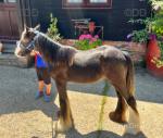 Yearling Filly