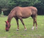 16.3hh ID Mare