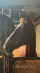 16.3hh ID Mare