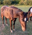 Yearling Colt