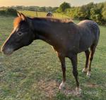 Yearling Colt