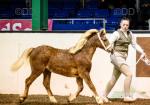 Yearling Welsh Section A Filly 