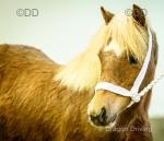 Yearling Welsh Section A Filly 