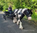 Johnny, 12.2hh Ride and Drive Gelding 