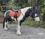 Johnny, 12.2hh Ride and Drive Gelding 