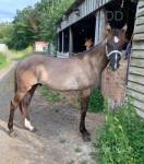 Yearling Colt
