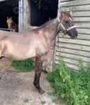 Yearling Colt