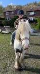 Hermits Highwayman, 12.1hh Gelding 