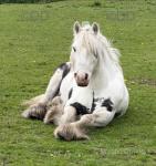 Hermits Highwayman, 12.1hh Gelding 