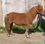 Shetland Ride and Drive Mare