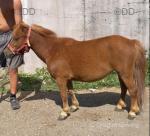 Shetland Ride and Drive Mare