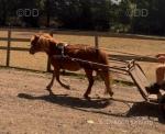 Shetland Ride and Drive Mare