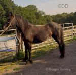 Filly