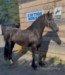 Filly