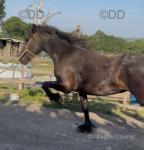 Filly