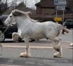 Filly