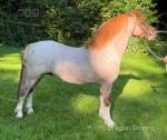 11.3hh Welsh Section A Ride and Drive Stallion 