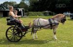 11.3hh Welsh Section A Ride and Drive Stallion 