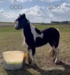 Filly