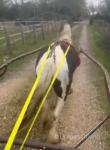 Filly