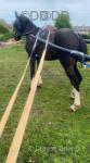 Comanche Boi, Driving Colt