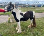 12.3hh Mare