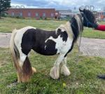 12.3hh Mare