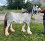 12.3hh Mare