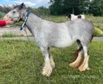 12.3hh Mare